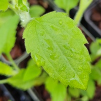 Chrysogonum virginianum